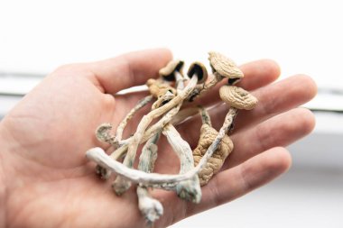 Psilosibin mantarı. Büyülü mantarı kapat. Psikedelik ilaç. Elinde kuru Psilocybe cubensis var. Albino bir tür. Beyaz arka plan. Psilosibin mantarı..