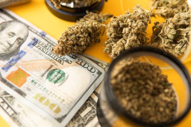 Para otu. Indica sağlık sigortası. Marihuana tomurcuğu ve dolar banknotları. Esrar parası kara borsa. Sativa THC CBD. Ekonomi 'de esrar. Esrar. Esrar otu tomurcuğu ve öğütücü.