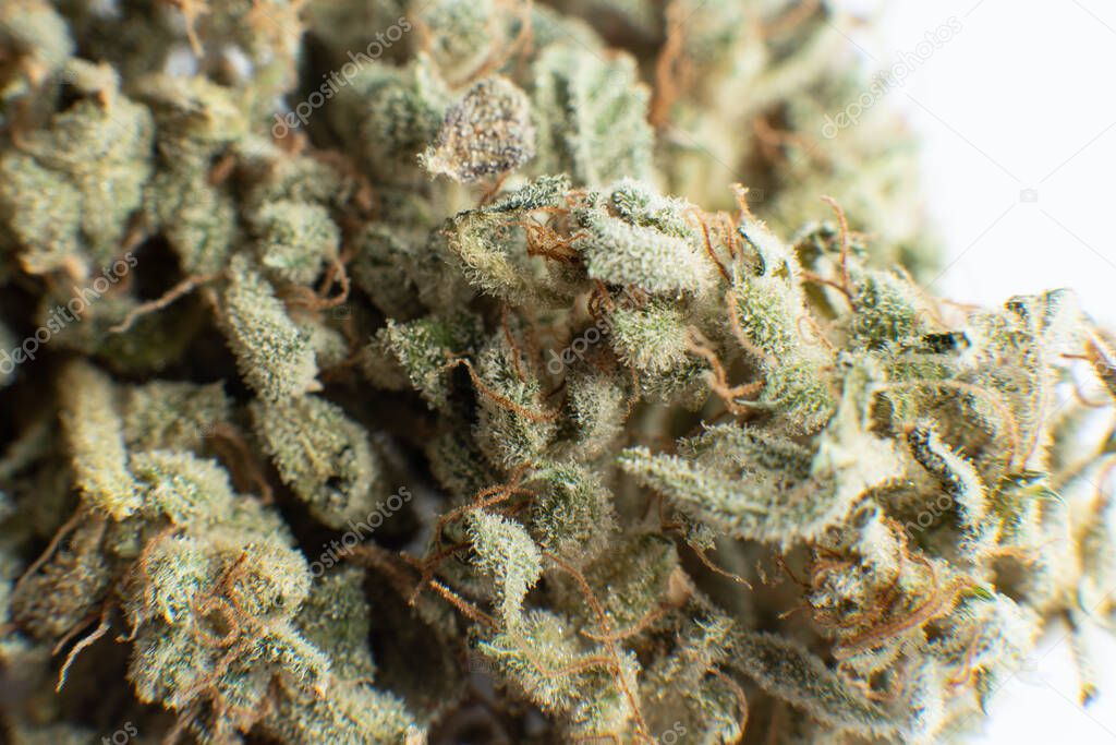 White background Vartical shot. Marijuana nature bud close up. THC Kief in grinder. Cannabis weed bud macro. The pot leaves on buds CBD. Sativa Indica medical health.