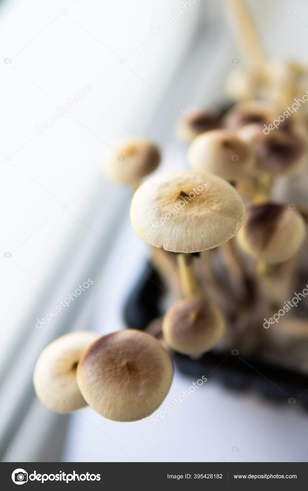 Cultivant Albino Souche Champignon Psilocybin Cubensis Hallucinogène Médicament Psychédélique