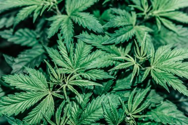 Esrar yetiştirmek için hidrofonik yöntem. Eğlence amaçlı marihuana.