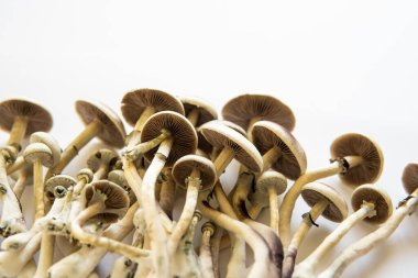 Psilosibin tıbbi araştırması. Psilosibin cubensis mantarı. Albino 'yu büyütüyor. Beyaz arka plan. Taze Psilocybin mantarı. Halüsinojenik saykodelik ilaç. Sihirli mantar. Mantar halüsinojeni.