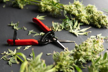 Şeker tomurcuklara yapışır. Mans elleri marihuana tomurcuklarını buduyor. Yetiştiriciler kurumadan önce ot tomurcuklarını budarlar. Kurumadan önce kes. Ot toplama zamanı geldi. Üreticiler kenevir tomurcuklarını budarlar.