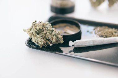 Ot CBD 'nin üzerinde kalıyor. Marihuana doğa otu yakın çekim. THC Kief öğütücüde. Sativa Indica tıbbi sağlığı. Beyaz arka plan Vartical çekimi. Öğütücü ve kenevir otu tomurcuğu.