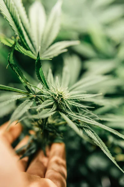 Odling Som Växer Blygt Ljus Närbild Växande Cannabis Växer Inomhus — Stockfoto