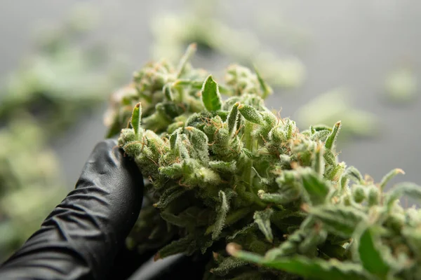Recorte Antes Secar Los Cultivadores Recortan Los Brotes Cannabis Llegado —  Fotos de Stock