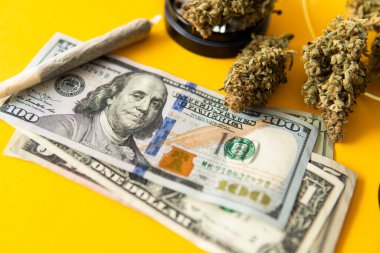 Kenevir doğa otu. Sarı arka plan. Indica sağlık sigortası. Sativa THC CBD. Ot tomurcuklara yapışıyor. Esrar tomurcuğu ve öğütücü. Ortak ot.