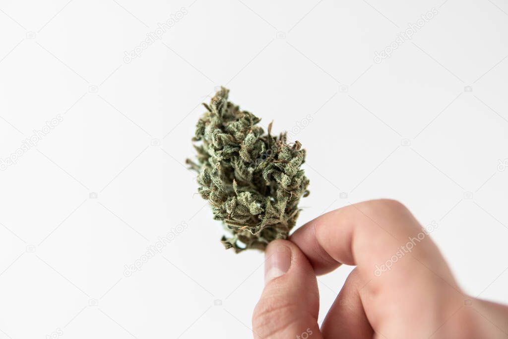 cannabis buds in glass jar. Mans hands marijuana bud. Marijuana nature. CBD THC herb. White background. Harvest weed time. The sugar pot leaves on buds.Sativa medical health.