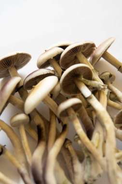 Beyaz arka plan. Psilosibin cubensis mantarı. Taze Psilocybin mantarı. Halüsinojenik saykodelik ilaç. Sihirli mantar. Mantar halüsinojeni. Psilosibin tıbbi araştırması. Büyüyen Albino Bir tür.