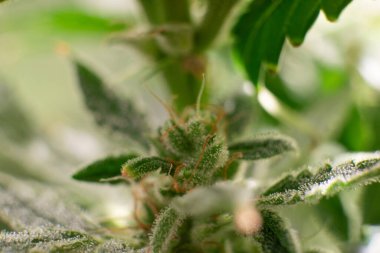 Esrar yeşili çiçek. Ot 'ta CBD THC var. Marihuana tomurcuğu yakın. Sativa Taze Yeşil Ot Detayları. Makro üçlü kenevir. Hint çiçeği..