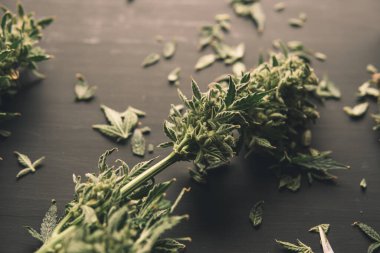 Yetiştiriciler kurumadan önce ot tomurcuklarını budarlar. Şeker tomurcuklara yapışır. Ot toplama zamanı geldi. Yetiştiriciler kenevir tomurcuklarını budarlar. Kurumadan önce kes. Marihuana tomurcuklarını buduyorlar.