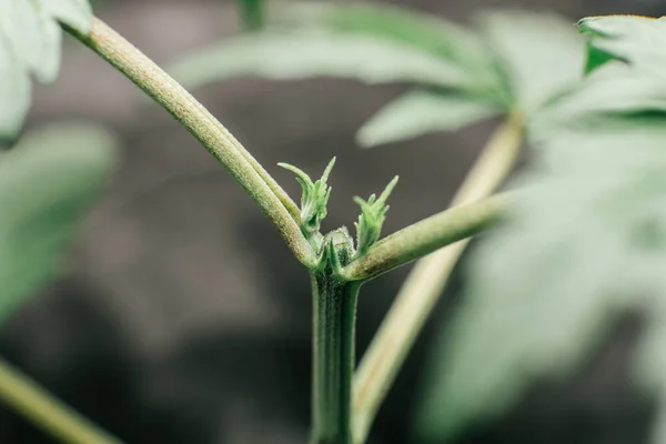 Marijuana in grow tent. Vegetation of Cannabis. Cannabis Growing. Growing Indoor marijuana at home . Close up. Cultivation growing under led light.