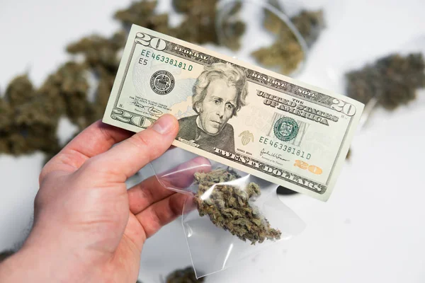 Cbd Thc香草 锅子发芽了 白色背景 经济学中的大麻 钱是杂草 Sativa医疗健康 大麻芽和美元钞票 大麻钱黑市 — 图库照片