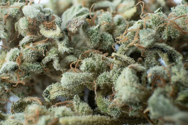 마리화나 자연은 닫는다 대마초 대마초 꽃봉오리 매크로 바탕의 냄비는 Cbd — 스톡 사진
