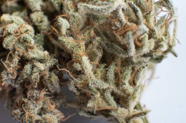 Beyaz arka plan Vartical çekimi. THC Kief öğütücüde. Marihuana doğa otu yakın çekim. Esrarlı ot makrosu. Ot CBD 'nin üzerinde kalıyor. Sativa Indica Tıbbi Sağlık.