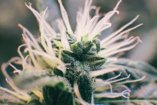 Marijuana in grow tent. Vegetation of Cannabis. Cannabis Growing. Growing Indoor marijuana at home .
