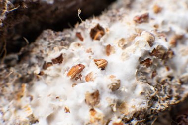 Psilosibe cubensis mantar ekimi. Makro. Buğdaylı Psilocybe cubensis Macro miselyum. Makro miselyum ve buğday. Mycelium, Psilocybe cubensis buğdayında. Miselyum mantarı. Fusarium euwallaceae.