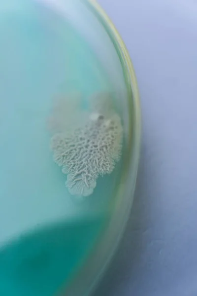 Mycelium Van Paddenstoelen Agar Een Petrischaal Paddenstoelenkweek Een Macro Schimmel — Stockfoto