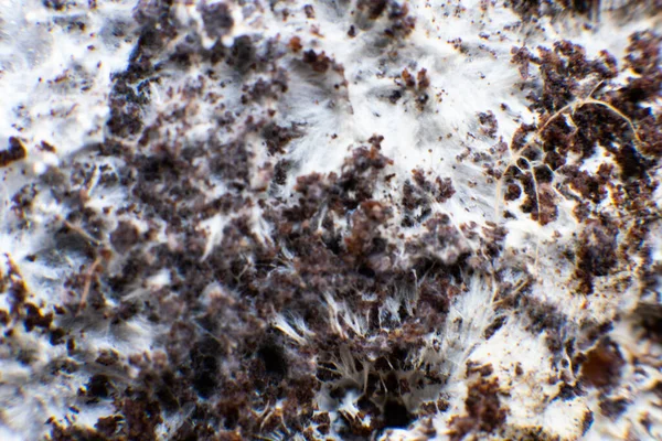 Macro Micelio Sul Grano Micelio Sul Frumento Psilocybe Cubensis Micelio — Foto Stock