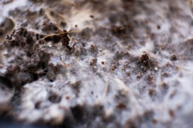 Psilosibin cubensis mantarı. Mantar halüsinojeni. Psilosibin tıbbi araştırması. Büyüyen Albino bir tür. Psilosibin cubensis mantarı. Albino 'yu büyütüyor. Taze Psilocybin mantarı.