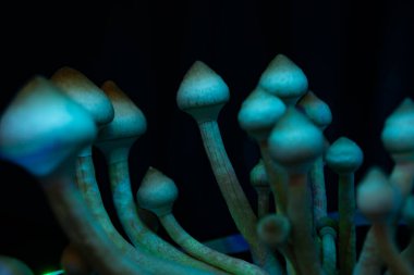 Psilosibin cubensis mantarı. Psilosibin tıbbi araştırması. Albino 'yu büyütüyor. Büyüyen Albino bir tür. Psilosibin cubensis mantarı. Mantar halüsinojeni. Taze Psilocybin mantarı.