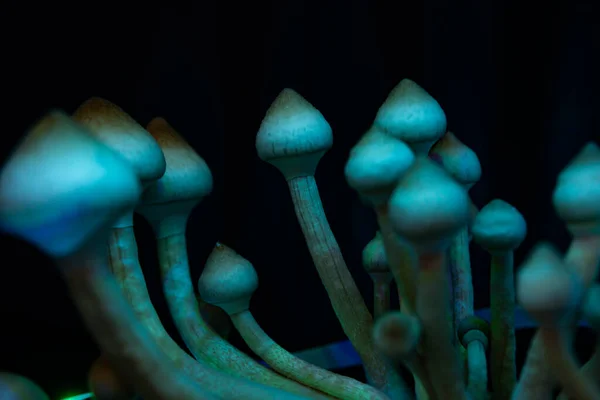 Psilocybin Cubensis Paddenstoel Medisch Onderzoek Van Psilocybine Albino Stam Groeit — Stockfoto