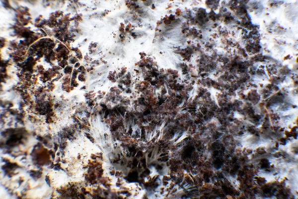 Psilocybe Cubensis Coltivazione Funghi Macro Micelio Sul Grano Micelio Sul — Foto Stock