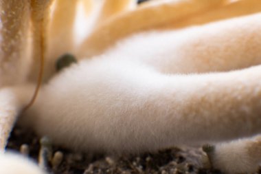 Albino 'yu büyütüyor. Taze Psilocybin mantarı. Psilosibin cubensis mantarı. Büyüyen Albino bir tür. Mantar halüsinojeni. Psilosibin tıbbi araştırması. Psilosibin cubensis mantarı..