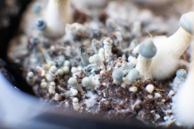 Psilosibin tıbbi araştırması. Albino 'yu büyütüyor. Büyüyen Albino bir tür. Psilosibin cubensis mantarı. Taze Psilocybin mantarı. Psilosibin cubensis mantarı. Mantar halüsinojeni.