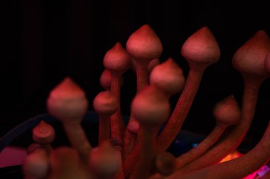 Psilosibin cubensis mantarı. Taze Psilocybin mantarı. Psilosibin tıbbi araştırması. Albino 'yu büyütüyor. Büyüyen Albino bir tür. Psilosibin cubensis mantarı. Mantar halüsinojeni.