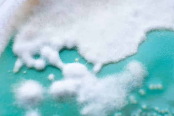 ペトリ皿のフンギ文化 ペトリ皿キノコ栽培における寒天上のキノコの菌糸体 マクロ トップビュー — ストック写真