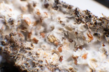 Psilosibe cubensis mantar ekimi. Makro. Buğdaylı Psilocybe cubensis Macro miselyum. Makro miselyum ve buğday. Miselyum mantarı. Mycelium, Psilocybe cubensis buğdayında. Fusarium euwallaceae.