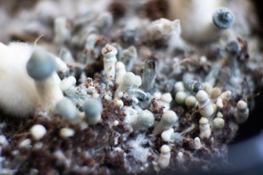 Taze Psilocybin mantarı. Psilosibin cubensis mantarı. Psilosibin tıbbi araştırması. Psilosibin cubensis mantarı. Mantar halüsinojeni. Albino 'yu büyütüyor. Büyüyen Albino Bir tür.