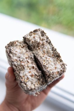 Mantar ekimi. Miselyum mantarı. Fusarium euwallaceae. Makro. Mycelium, Psilocybe cubensis buğdayında. Buğdaylı Psilocybe cubensis Macro miselyum. Buğday üzerine psilosibe cubensis Macro miselyum.