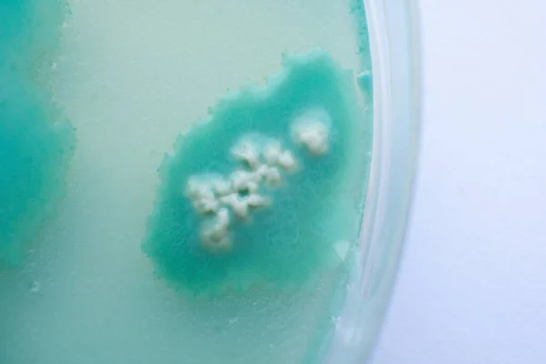 Micélio Cogumelos Ágar Uma Placa Petri Cultivo Cogumelos Cultivo Fungos — Fotografia de Stock