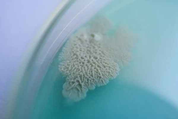 Mycelium Van Paddenstoelen Agar Een Petrischaal Paddenstoelenkweek Schimmel Cultuur Petrischaal — Stockfoto