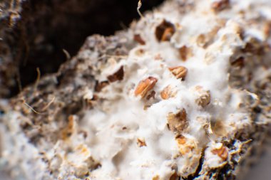 Makro miselyum ve buğday. Buğdaylı Psilocybe cubensis Macro miselyum. Miselyum mantarı. Mycelium, Psilocybe cubensis buğdayında. Fusarium euwallaceae. Psilosibe cubensis mantar ekimi. Makro.