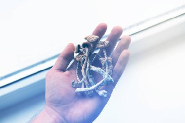 Elinde kuru Psilocybe cubensis var. Albino bir tür. Psilosibin mantarı. Beyaz arka plan. Psilosibin mantarı. Büyülü mantarı kapat. Psikedelik ilaç.