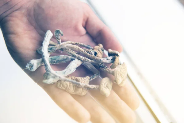 Psychedelic Drug Dry Psilocybe Cubensis Hand White Background Psilocybin Mushroom — Stock Photo, Image