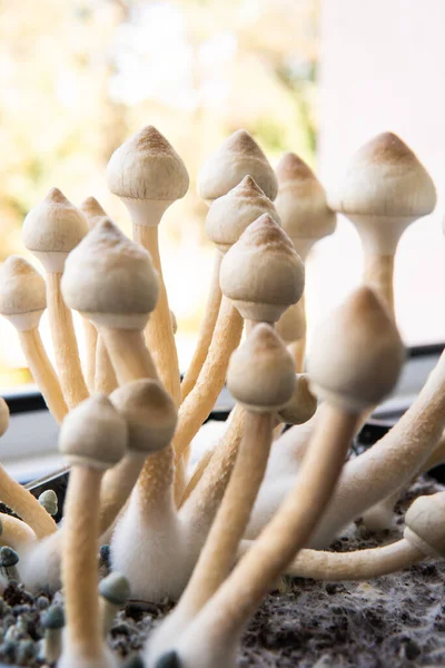 Investigación Médica Psilocibina Psilocybin Cubensis Hongo Cultivando Albino Una Cepa — Foto de Stock