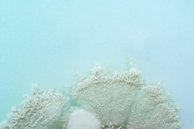 Petri kabında miselyum mantar ezmesi. Petri kabında mantar kültürü. Makro. Üst Manzara. Mantar ekimi.