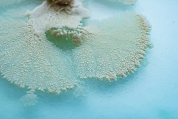 ペトリ皿のフンギ文化 キノコ栽培 最上階だ ペトリ皿の中の寒天上のキノコの菌糸体 ペトリ皿のフンギ文化 マクロ — ストック写真