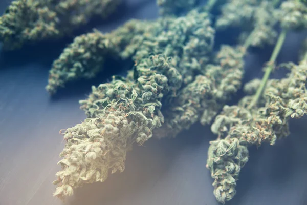 Natural medical pot. Black background. CBD THC weed. A bouquet of dry cannabis buds. Marijuana close up.