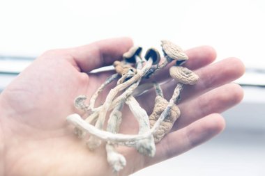 Psilosibin mantarı. Büyülü mantarı kapat. Psikedelik ilaç. Elinde kuru Psilocybe cubensis var. Albino bir tür. Beyaz arka plan. Psilosibin mantarı..