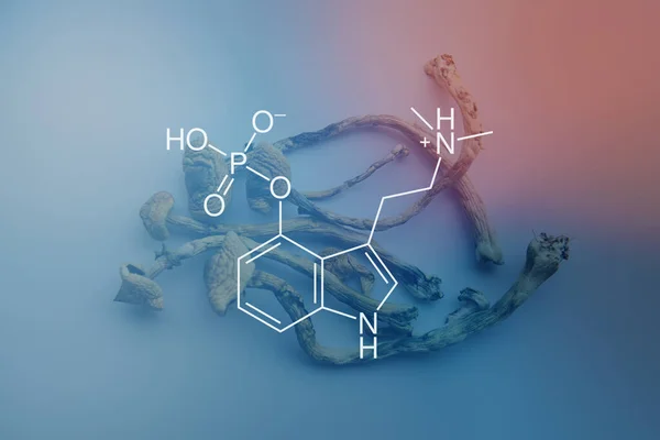 Chemische Formule Van Psilocybine Een Schoolbord Paddenstoel Albino Stam Psilocybe — Stockfoto