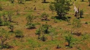 Ağaç tarlasında otlayan bir inek sürüsü..