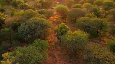 Sabahları ormanın havadan görünüşü