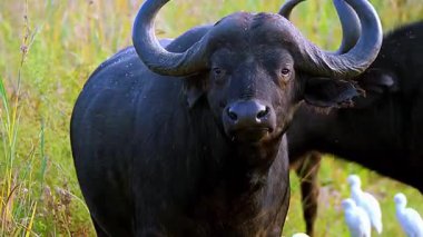 Boynuzlu büyük siyah bir bufalo.