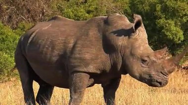 Gergedanlar vahşi doğada, Güney Afrika
