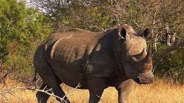 Beyaz gergedan, ceratocerium therormum, Kruger Ulusal Parkı, Güney Afrika